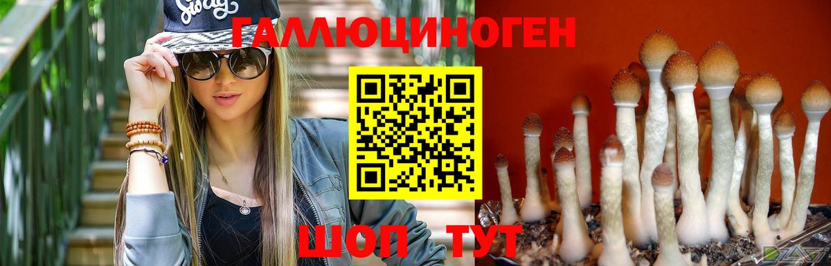 Галлюциногенные грибы Psilocybe Ртищево